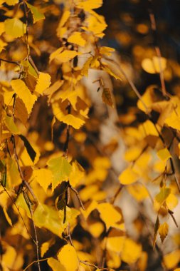 Altın sonbahar yaprakları hafif bulanık bir etkiyle odak noktasında, yumuşak ve samimi bir düşüş atmosferi yaratır..