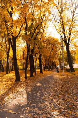 Parkta altın sonbahar sahnesi, ağaçlar renkli yapraklarla kaplı bir yola gölge düşürüyor..