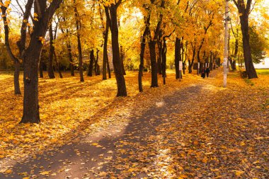 Sonbahar yaprakları ve altın ışığı yansıtan küçük su birikintileriyle kaplı ağaçlarla kaplı bir patika..