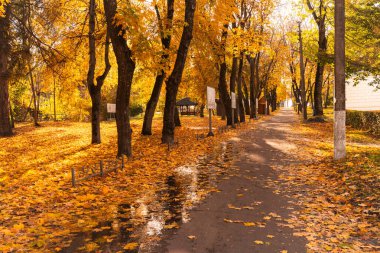 Sonbahar yaprakları ve altın ışığı yansıtan küçük su birikintileriyle kaplı ağaçlarla kaplı bir patika..