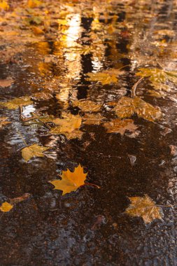 Sonbahar yaprakları bir su birikintisinde, altın güneş ışığı ile, sonbaharın sakin atmosferini yakalıyor..