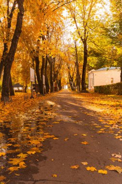 Sonbahar yaprakları ve altın ışığı yansıtan küçük su birikintileriyle kaplı ağaçlarla kaplı bir patika..