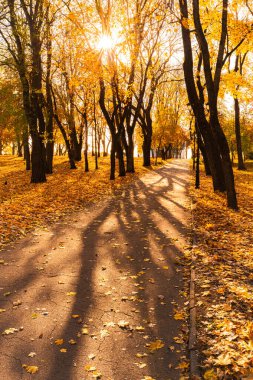 Altın sonbahar güneşi ağaçların arasından akar, huzurlu bir parkta yapraklarla kaplı bir yolda uzun gölgeler yaratır..