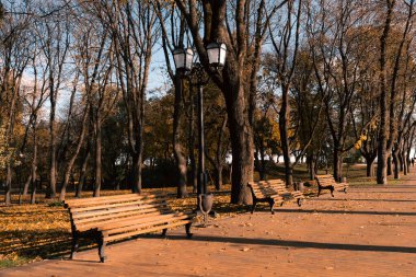 Ağaçlar ve düşen yapraklarla çevrili, huzurlu bir sonbahar parkında sıralanmış boş ahşap banklar..