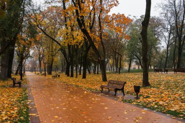 Sessiz park yolu, ahşap banklar ve yağmurdan sonra altın sonbahar yaprakları..
