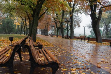 Yağmurlu bir sonbahar yolu boyunca düşmüş sarı yapraklarla kaplı boş park bankları..