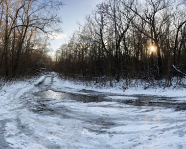 Karla kaplı orman yolu ışığı yansıtıyor, sakin bir ortamda çıplak ağaçlarla çevrili..