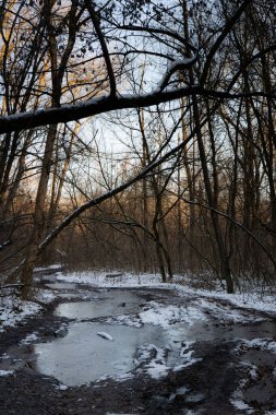 Buzlu su birikintileri ve altın ışığıyla çıplak bir kış ormanında dolambaçlı bir yol..