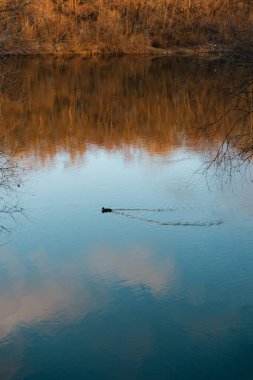 Kış sükuneti çıplak ağaçların, bulutların ve hareket halindeki bir ördeğin yansımalarıyla yakalanır..