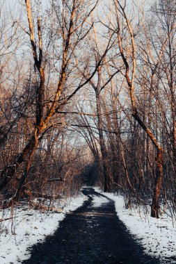 Yapraksız ağaçlar ve yumuşak karlarla çevrili sakin bir kış manzarası..