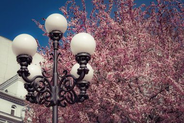 Zarif klasik sokak lambası parlak bir bahar gününde çiçek açan kiraz ağaçlarının arasında duruyor. Kentsel bir ortamda mimari ve doğa arasında güzel bir zıtlık.