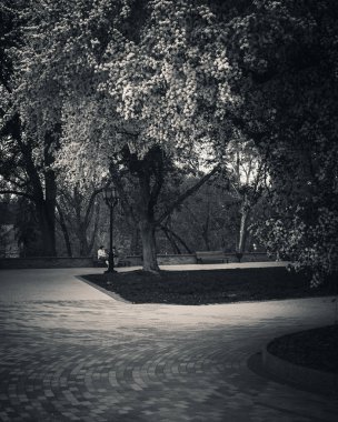 Çiçek açan ağaçların altındaki bir parkın siyah beyaz görüntüsü. Uzakta oturan bir figür, derin düşüncelere dalmanın havasını artırır. Sahne nostaljik ve sinematik..