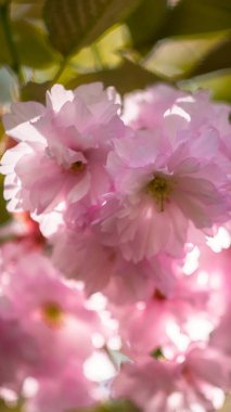 Yakın plan, sığ bir tarlada yakalanmış kiraz çiçekleri. Yumuşak ışıklandırma ve hafif bulanıklık rüya gibi ve romantik bir çiçek atmosferi yaratır..