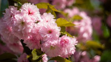 Yakın plan, sığ bir tarlada yakalanmış kiraz çiçekleri. Yumuşak ışıklandırma ve hafif bulanıklık rüya gibi ve romantik bir çiçek atmosferi yaratır..