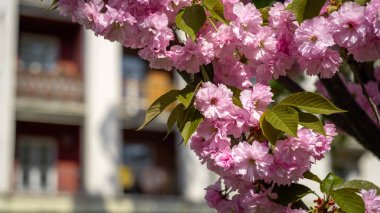 Kümelerde parlak pembe kiraz çiçekleri asılı, arka planda yumuşak odaklı şehir binaları. Canlı bir tabiat ve ince şehir tonları karşıtlığı, bahar temaları için mükemmel..