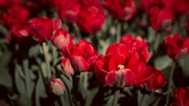 Parkta güneşli bir bahar gününde canlı kırmızı ve beyaz laleler açıyor. Bulanık arka plan ve sıcak akşam ışığı ile sığ alan derinliği. Mükemmel mevsimlik çiçek sahnesi.