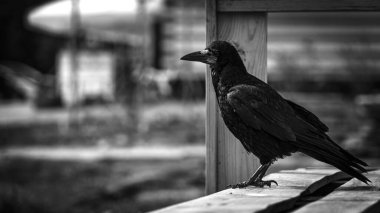 Yalnız bir karga düşünceli bir şekilde kırsal bir ahşap bankın üzerine tünemiş, sıcak doğal ışığa yakalanmış. Yeşil ve topraksı tonların bulanık arkaplanı huzurlu ve düşünceli bir hava yaratıyor..