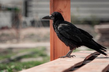 Yalnız bir karga düşünceli bir şekilde kırsal bir ahşap bankın üzerine tünemiş, sıcak doğal ışığa yakalanmış. Yeşil ve topraksı tonların bulanık arkaplanı huzurlu ve düşünceli bir hava yaratıyor..