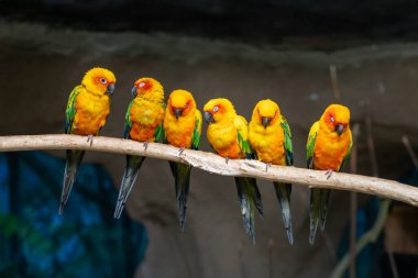 Bir dala tünemiş altı güneş konservesinden oluşan canlı bir grup. Parlak sarı ve yeşil tüyleri bulanık doğal bir arka plana karşı çarpıcı bir görüntü oluşturur..