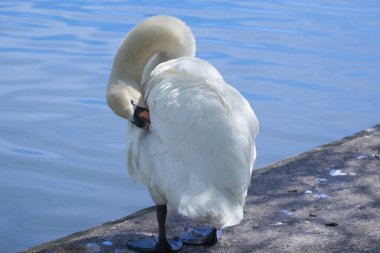 A close up of a mute swan (Cygnus olor) preening its feathers on the grass clipart