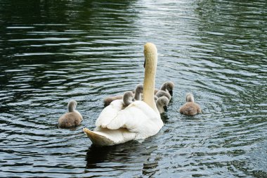 Bir dilsiz kuğu (Cygnus olor) bir gölde cygnets ile çevrilidir. Kuğu, cygnetlerden birini sırtında taşıyor. Su üzerindeki hafif dalgalarla göl sakin.