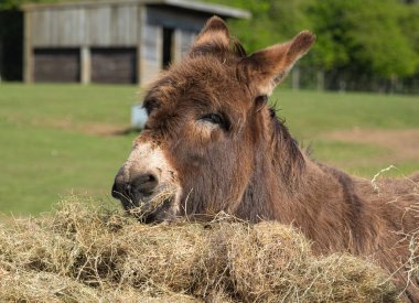 Kestane rengi bir eşeğin saman yerken yakın plan görüntüsü, arkasında yeşil bir arka plan ve uzak mesafede bir ahır var.