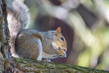 Bir çam ağacının dalında oturmuş yemek yiyen gri bir sincabın yakın çekimi. Arka plan bulanık.