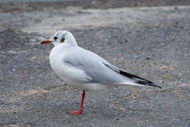 A close-up of a black-headed gull in winter plumage balances on one leg against the muted grey background of an asphalt road. 