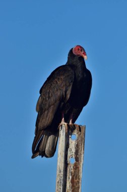 Kızıl başlı akbaba (katartes aura), Patagonya bozkırlarında bolca leş yiyen kuş.