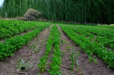 Kişniş bitkileri, veganlık, sağlıklı bir yaşam tarzı.