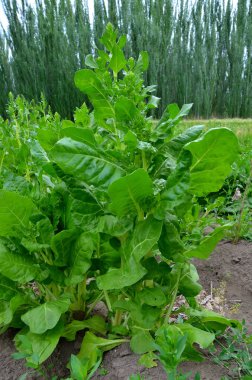 pazı bitkileri hasat etmeye hazır, veganlık, sağlıklı bir yaşam tarzı