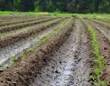 gelişmekte olan domates tohumları, veganlık, sağlıklı bir yaşam tarzı.