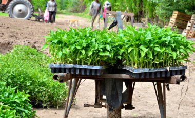 Dolmalık biber ve fesleğen tohumu, vejetaryen, vejetaryen, sağlıklı bir yaşam tarzı.
