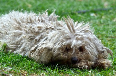 Çimlerin üzerinde yatan sevimli bir köpek..