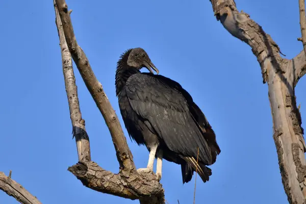 Siyah başlı akbaba (koragyps atratus), Arjantin Patagonya