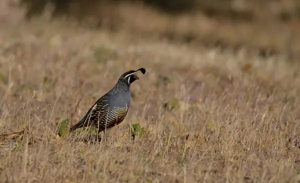 Kaliforniya bıldırcını (callipepla calizina), erkek, Patagonya 'da Arjantin