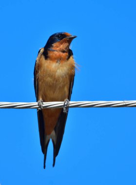 Yerkulağı kırlangıcı, (hirundo rustico), tel üzerinde kuş