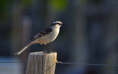 büyük kalandria (mimus saturninus), çit direğinde