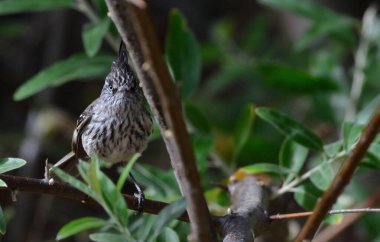 siyah gagalı chub (anairetes parulus)