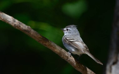 kaprisli bit (serpophaga griseicapilla), Arjantin Patagonya