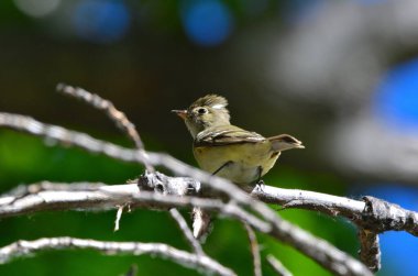 fiofio silbon (elaenia albiceps) Arjantin Patagonya