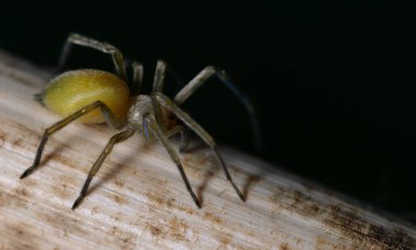 Yaprağın üzerindeki örümcek
