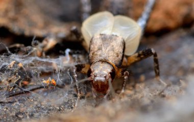 Yaprakların arasında saklanan küçük cırcırböceği
