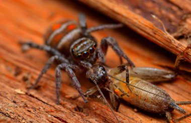 Küçük örümcek cırcır böceği yiyor.