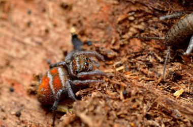 Küçük örümcek avını takip ediyor.