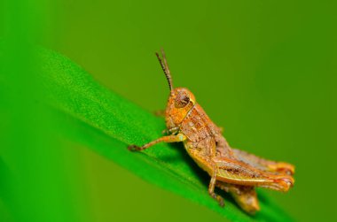 Doğadaki çekirgenin makro fotoğrafı.