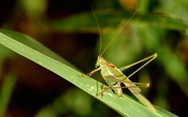Çimenlerdeki çekirge