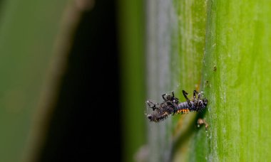 Örümcek ağına takılmış uğur böceği larvaları.