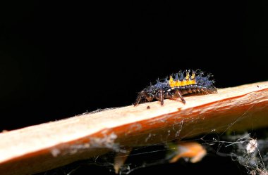 Siyah arka planda bir tırtılın yakın çekimi.