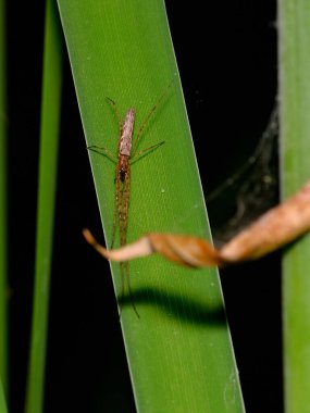 Yeşil yapraklı bir örümceğin makro fotoğrafı